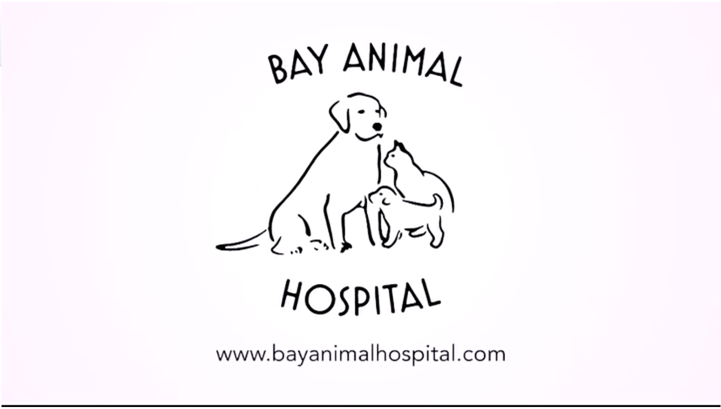 Bay Animal Hospital