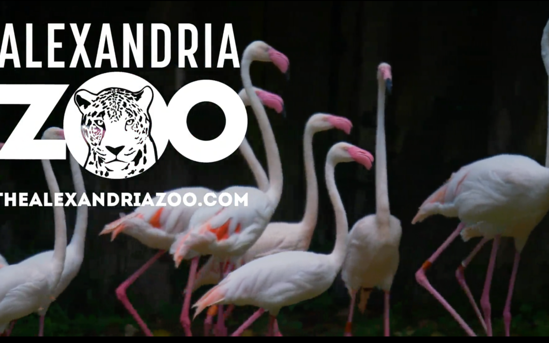 Alexandria Zoo!